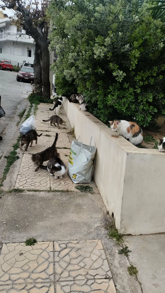 Fay Pan 🐾🐾🐾🐾🐾🐾 tweet media