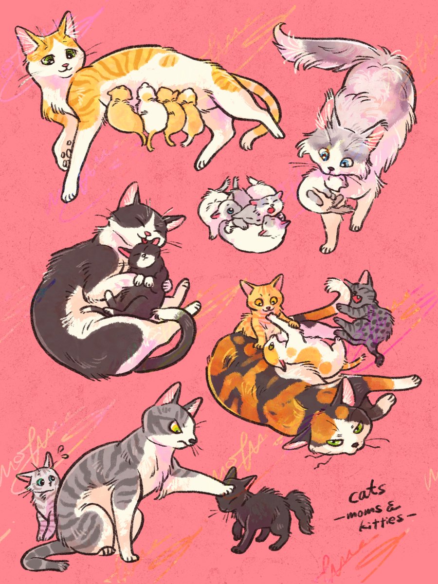 mofuwa🦘オンライン通販準備中🐱 tweet media