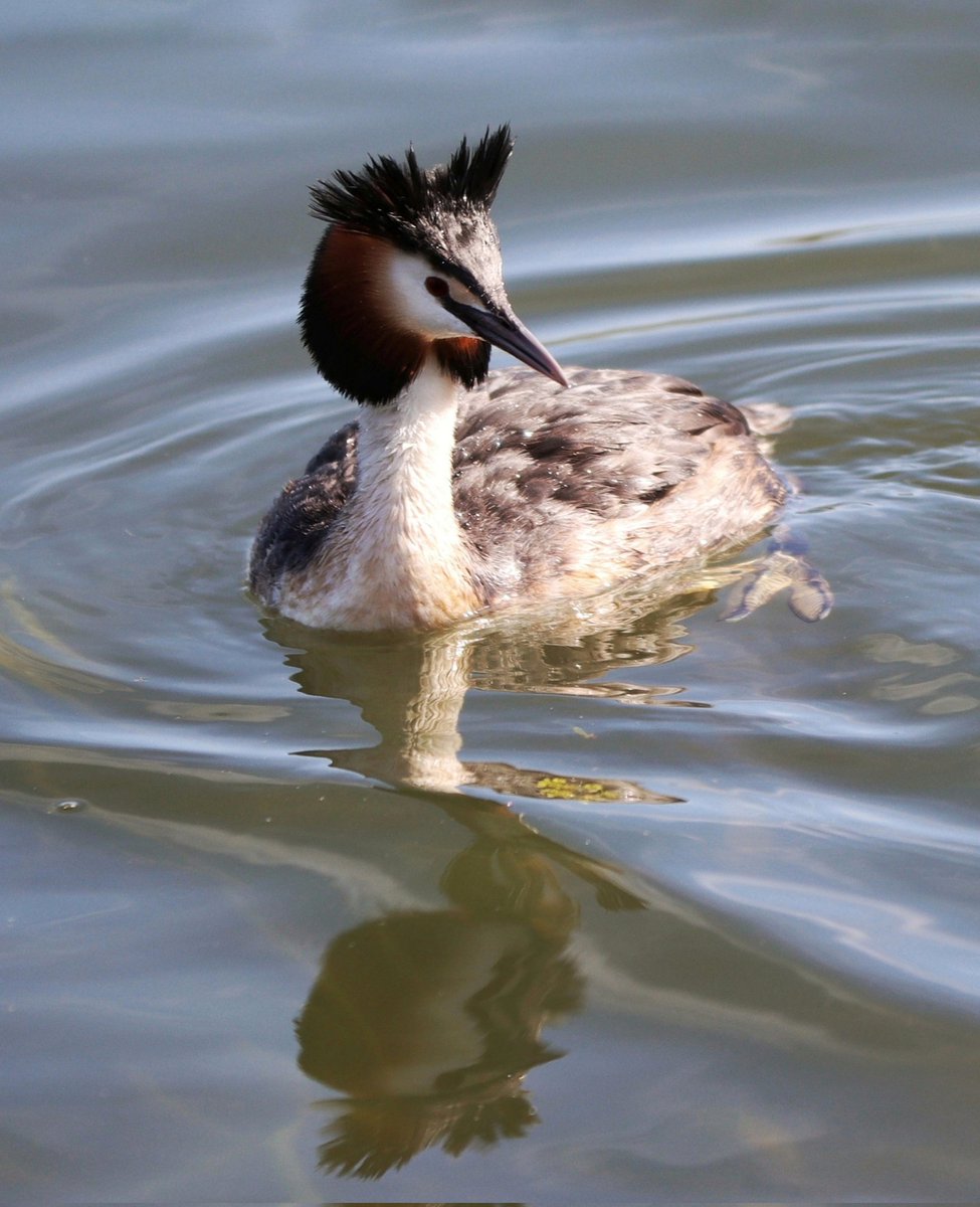 CameraBob5's tweet photo. Got to love the Great crested Grebe, such elegant looking birds #birdphotography #twitternaturecommunity #RiverGreatouse #ely #grebes #twitterbirdphotography #canon90d #canon70to200f28Lii https://t.co/uXNdTy2jLv