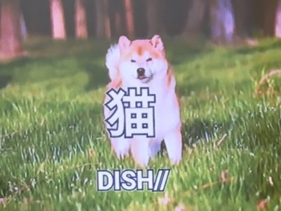 宮川大聖 / みやかわくん tweet media