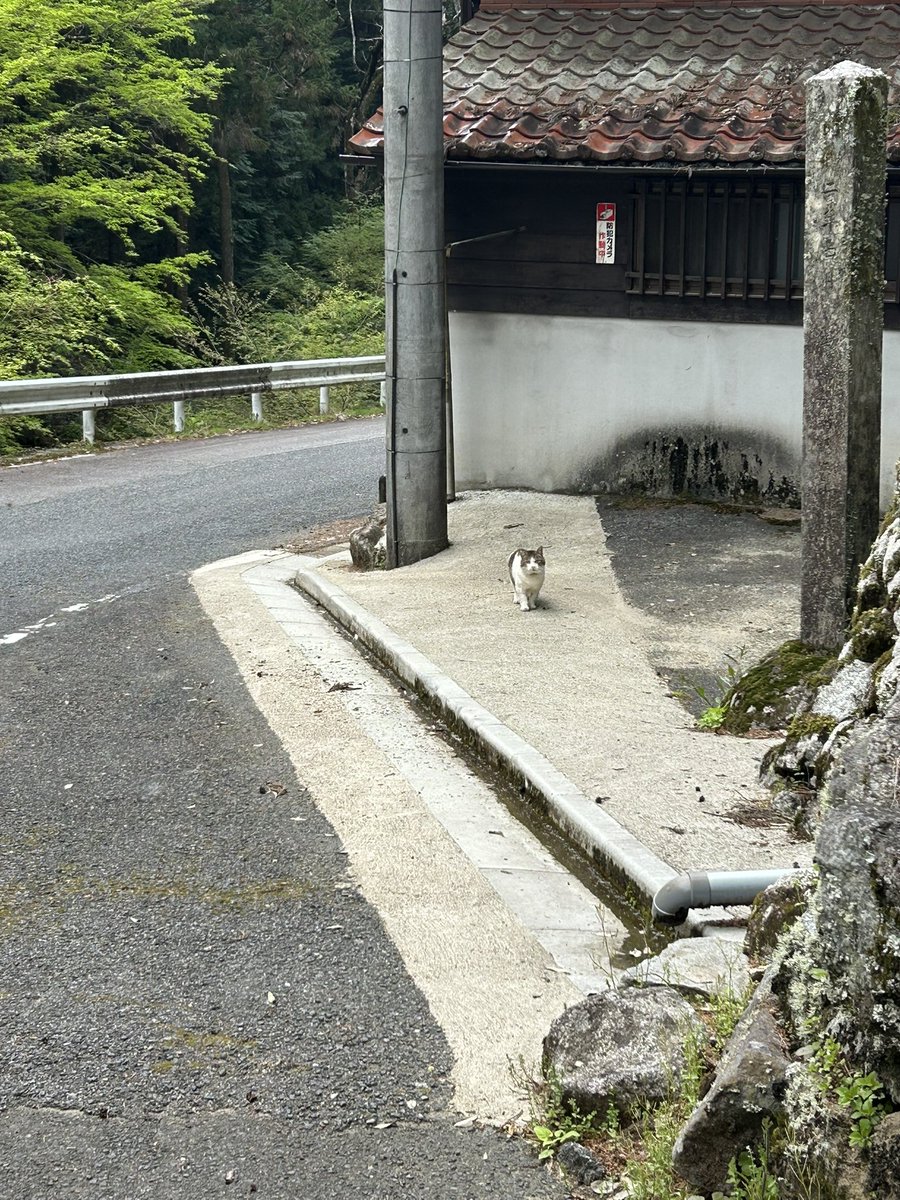 青い花★Asai tweet media