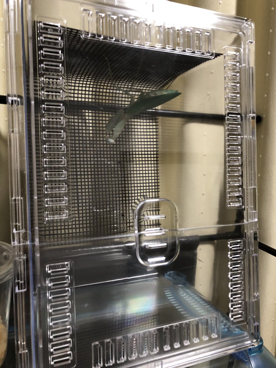 カマキリ用としてはいいカゴね🧺