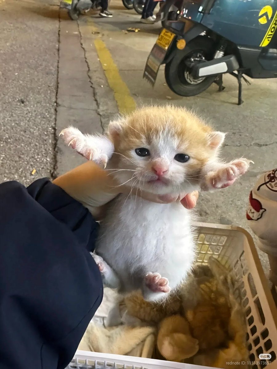 No Context Cats tweet media