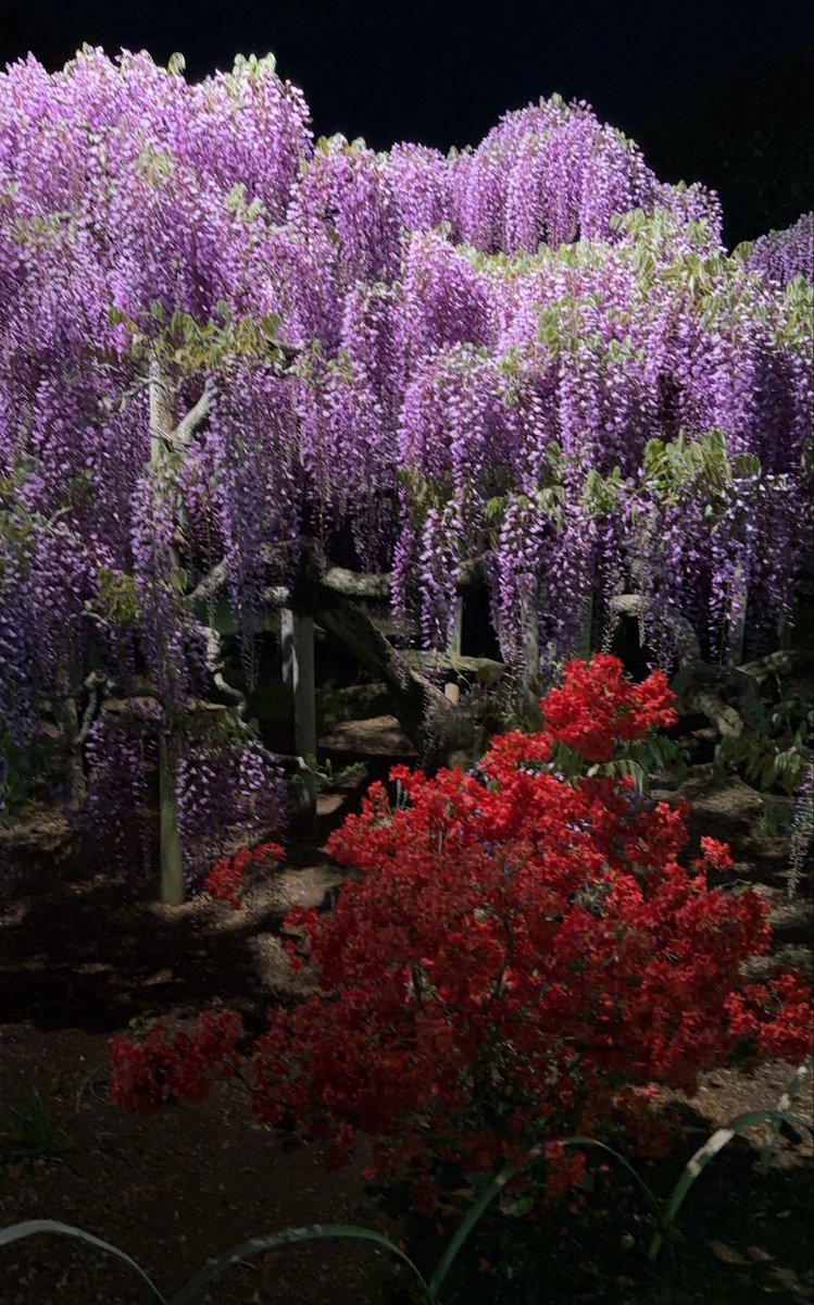 るみるみ🎏 tweet media