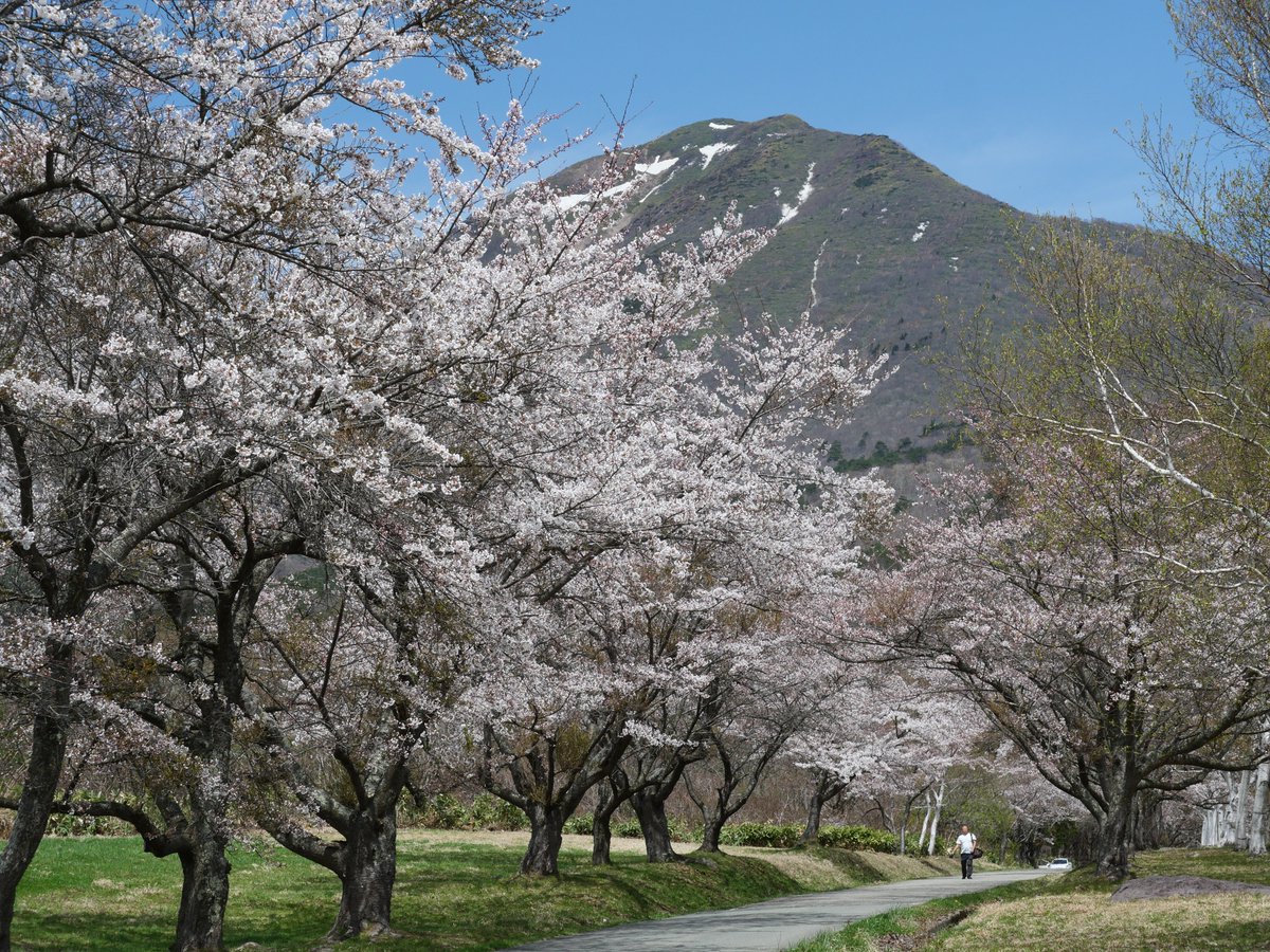 四季しのぶ🍑ままどおる県民 tweet media