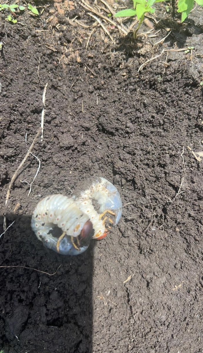 Viviane Sehve 🇨🇩 tweet media