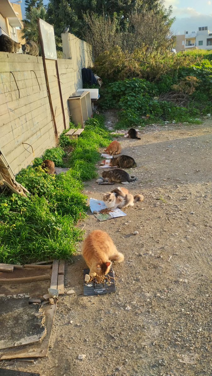 Fay Pan 🐾🐾🐾🐾🐾🐾 tweet media