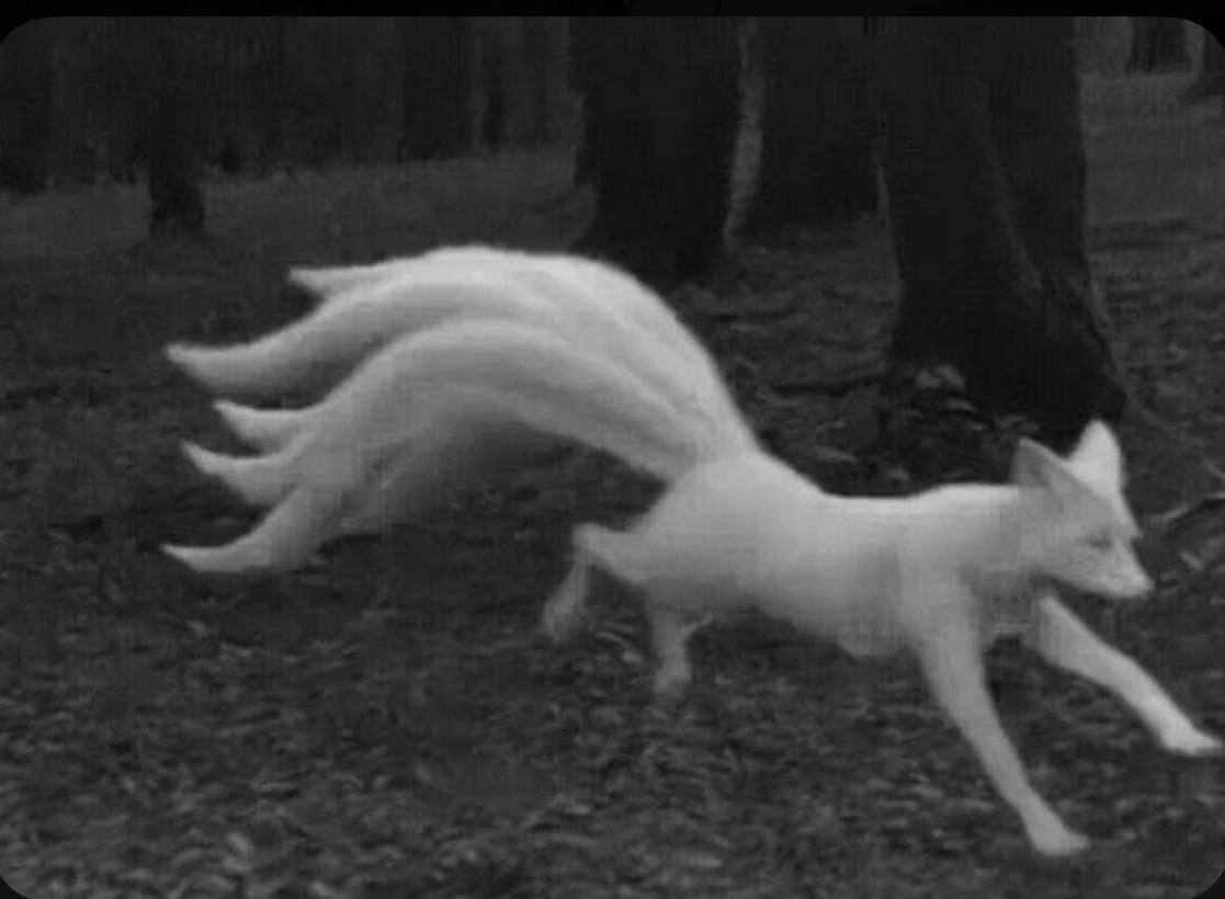 v 𑣲⋆｡˚ tweet media