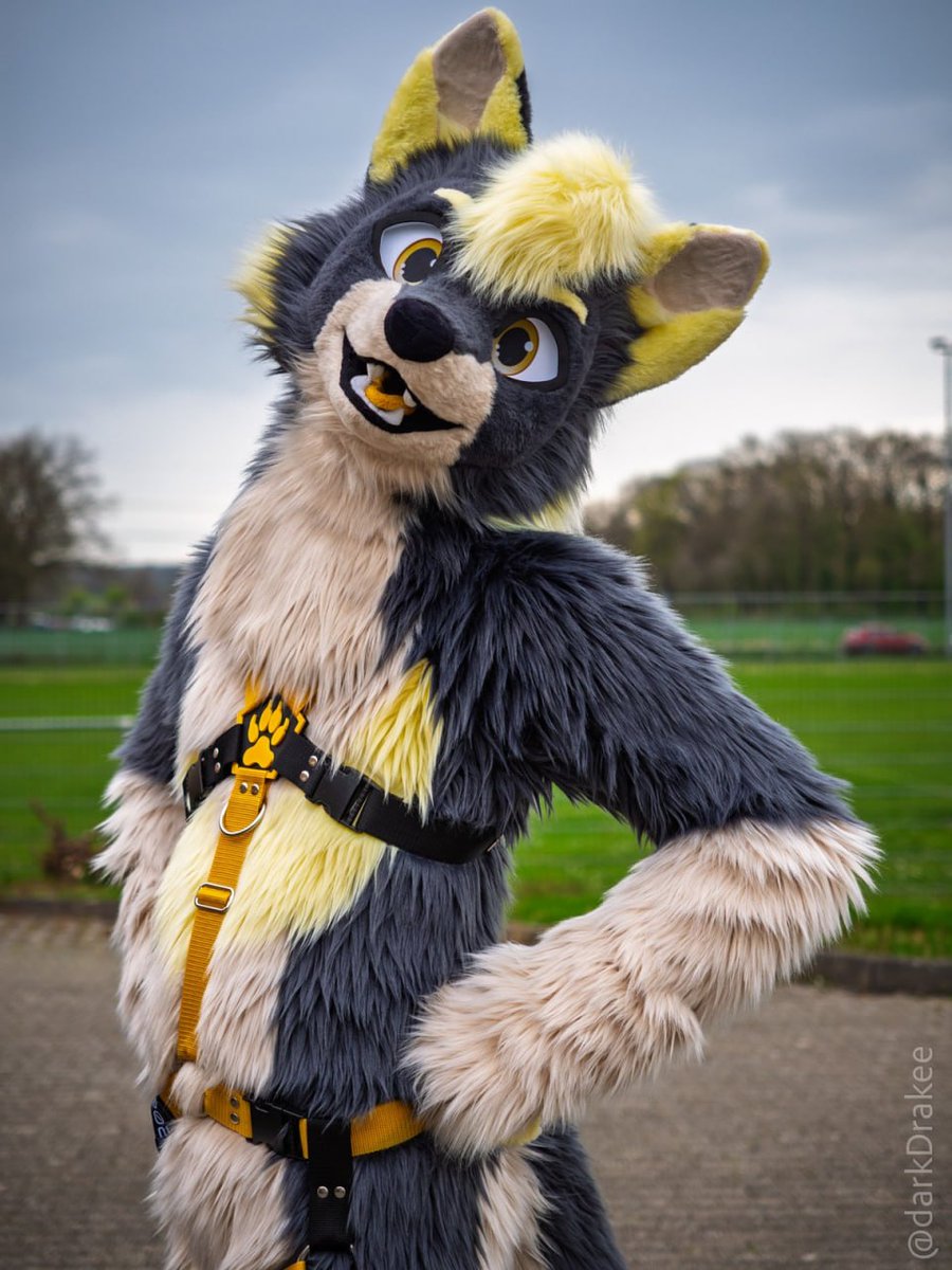 BreetoTheFox's tweet photo. The party never ends! Just finished #2dance and already ready for the #bassM8s furdance this weekend 😄

🪡: @Sasa_Creations
📷: @darkDrakee

#fursuitfriday #fursuit #furry https://t.co/bYDsBKc5mb
