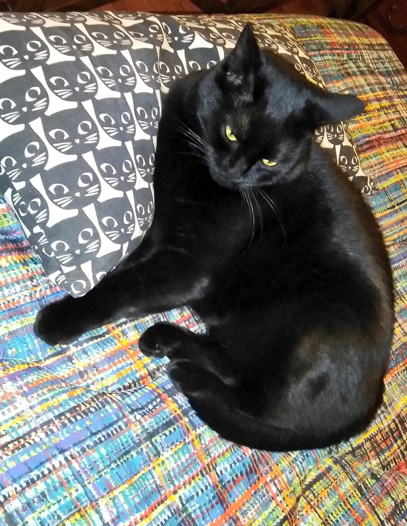 🐾CLAUDIA🐾 tweet media