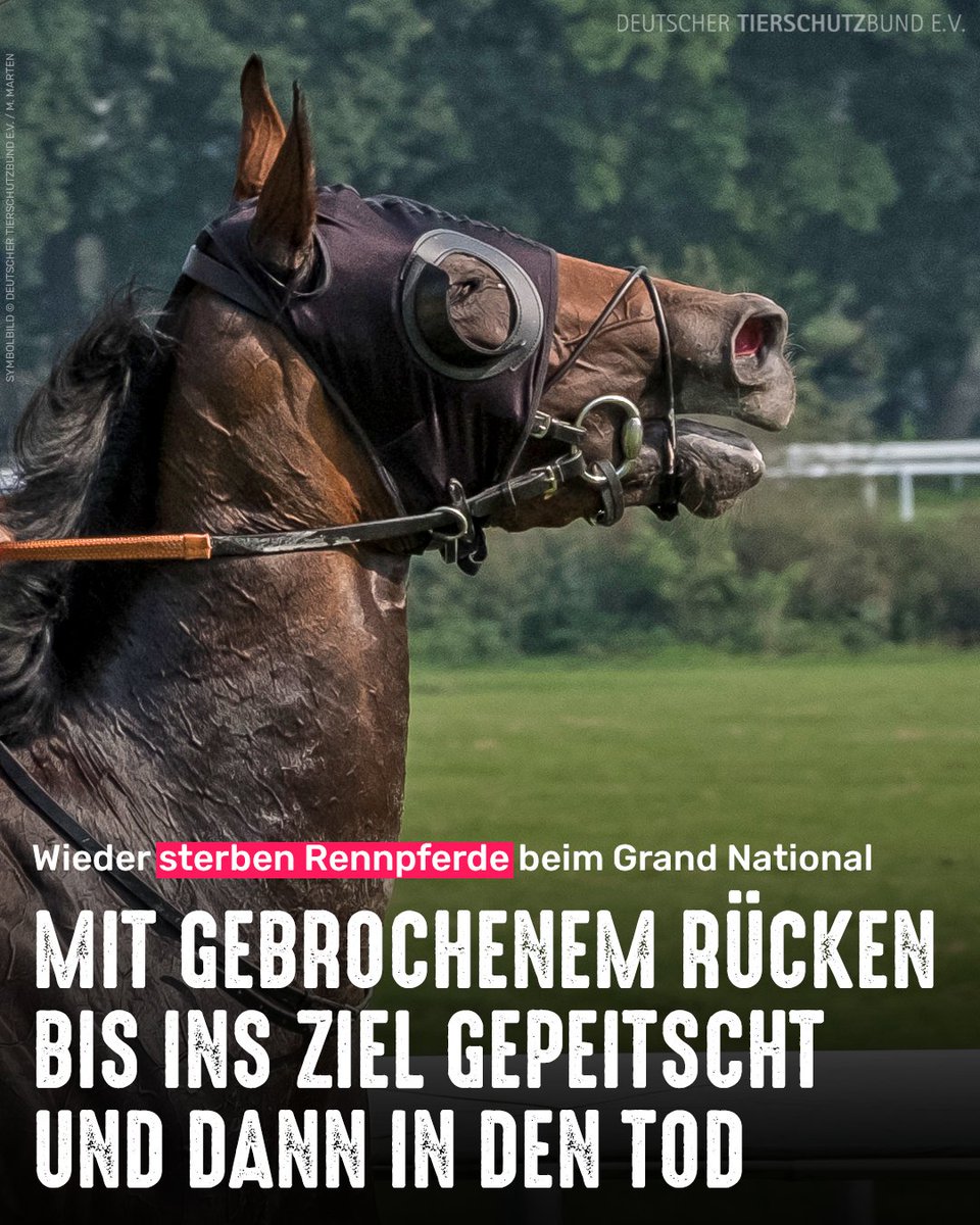 Zwei Rennpferde mussten beim Grand National in England noch an der Strecke eingeschläfert werden.

Ein Hengst war am letzten Hindernis gestürzt und hatte sich das Rückgrat gebrochen. Sein Jockey trieb das schwerverletzte Pferd noch unter Peitscheneinsatz über die Ziellinie. 😭💔