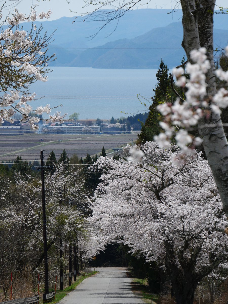 四季しのぶ🍑ままどおる県民 tweet media