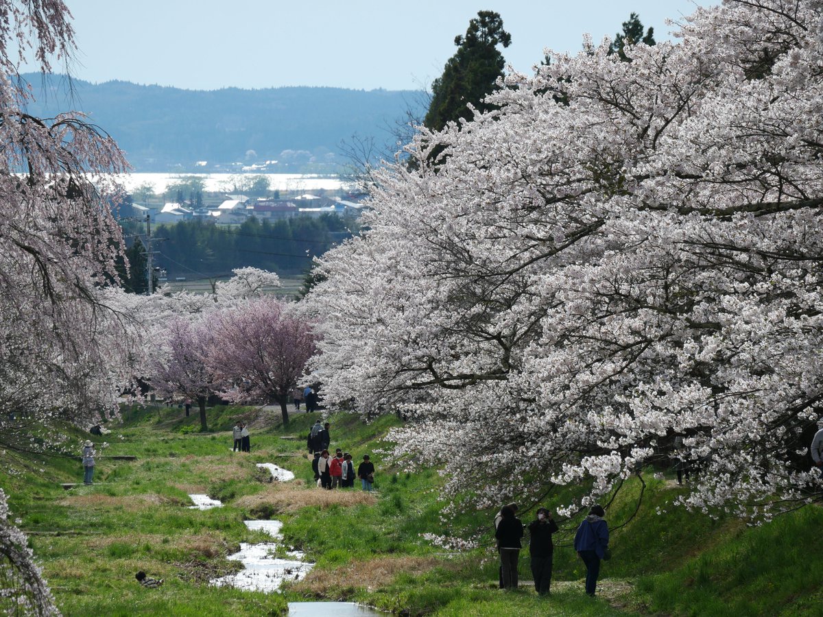 四季しのぶ🍑ままどおる県民 tweet media