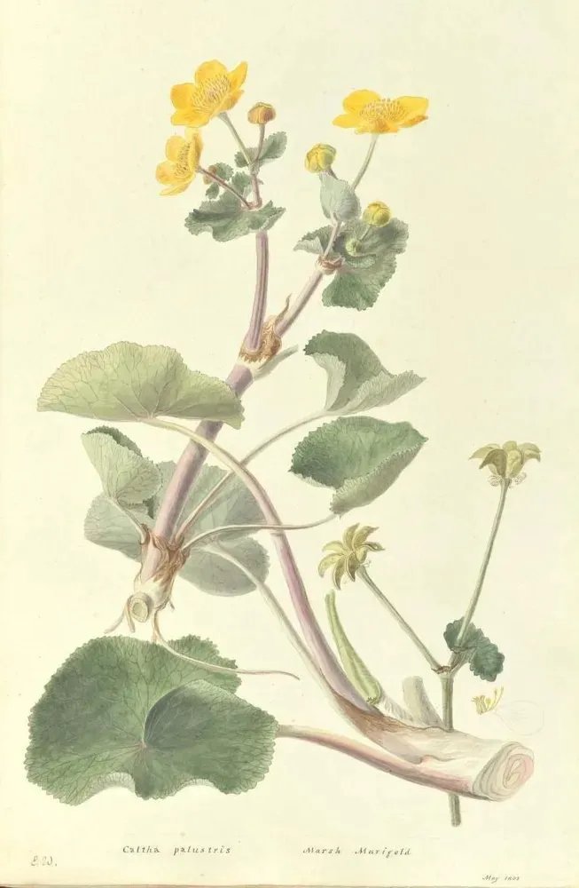 Biodiversity Heritage Library tweet media