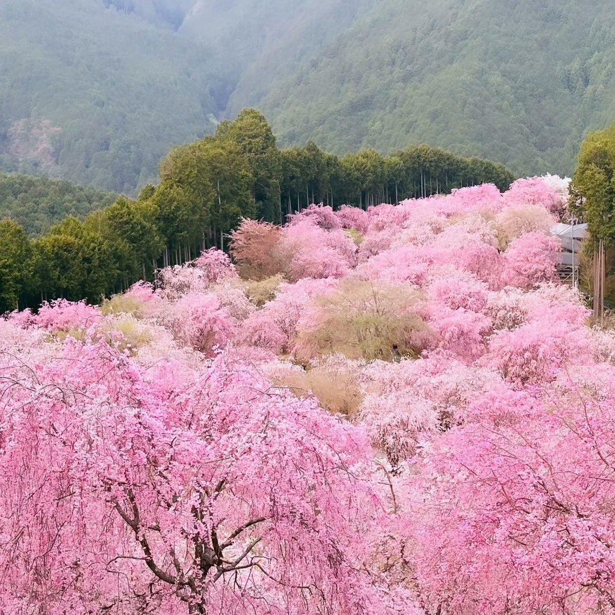 今年の高見の郷は4月19日まで🌸

見逃された方へ、
この景色は、来年また帰ってきます。

次はぜひ、直行バスで“天空の庭”へ。

#奈良交通 #高見の郷 #東吉野村 #また来年