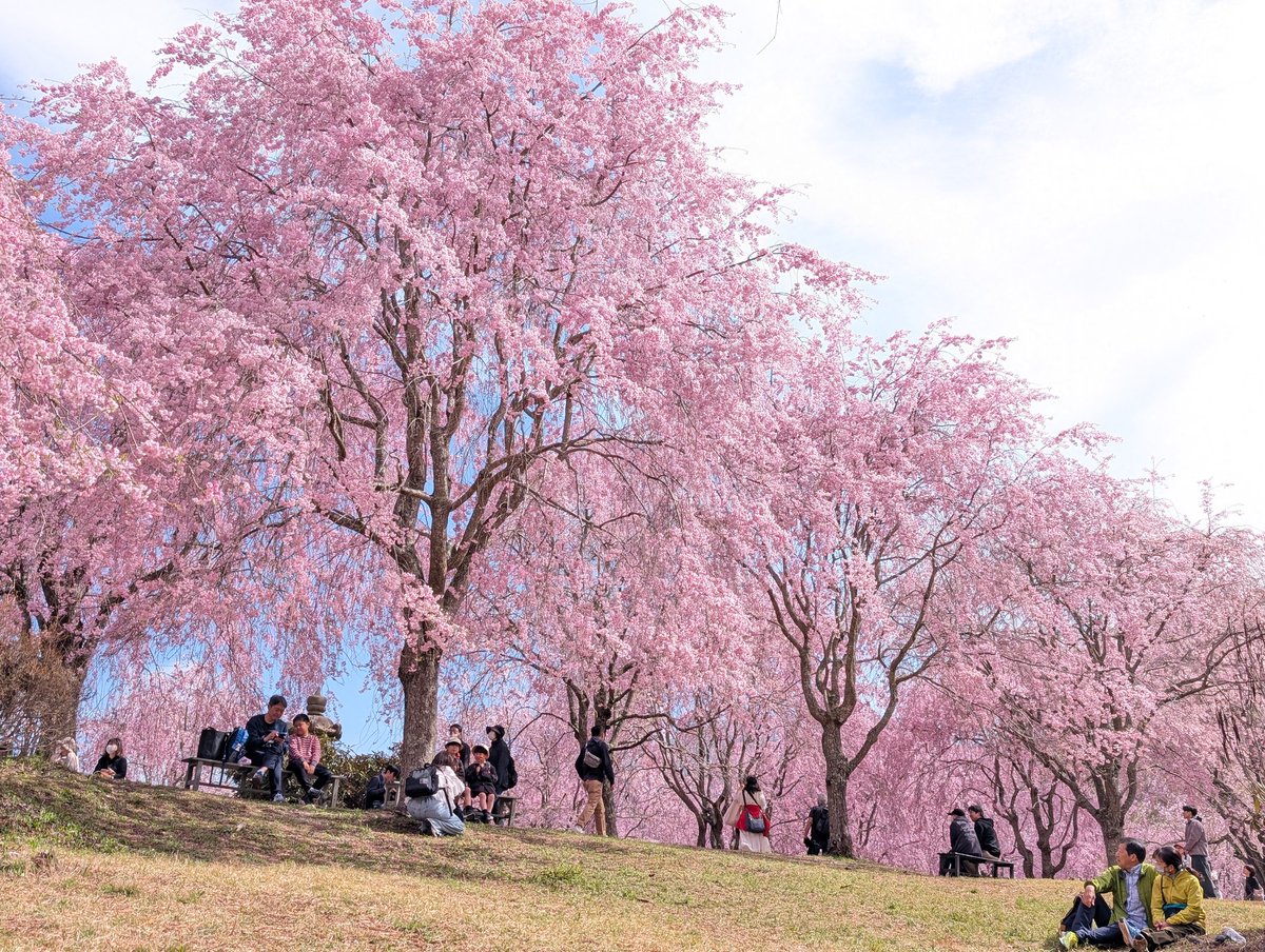 nara_kotsu's tweet photo. 今年の高見の郷は4月19日まで🌸

見逃された方へ、
この景色は、来年また帰ってきます。

次はぜひ、直行バスで“天空の庭”へ。

#奈良交通 #高見の郷 #東吉野村 #また来年 https://t.co/tkcwTL6zjW
