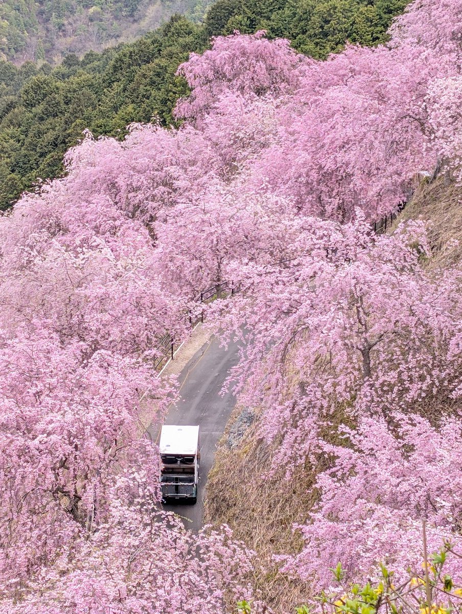 今年の高見の郷は4月19日まで🌸 見逃された方へ、 この景色は、来年