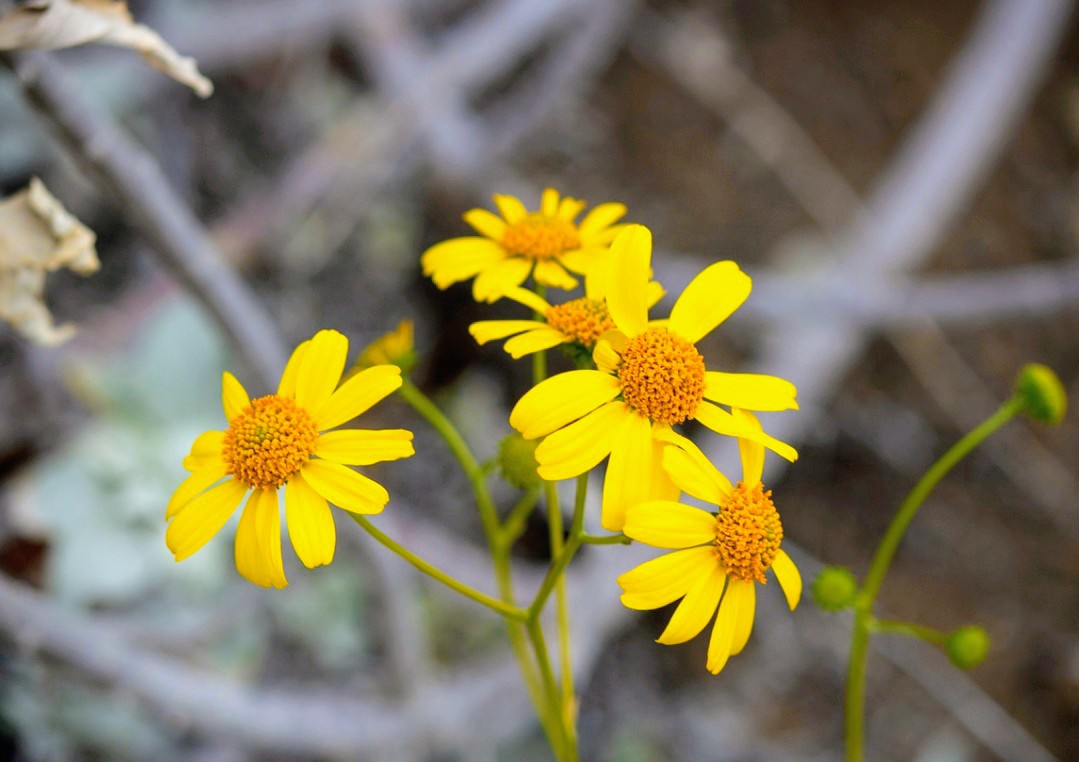 B🌹👋 tweet media