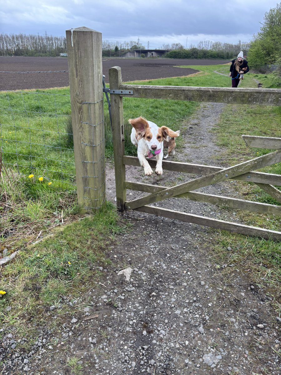 waddells74's tweet image. 11 years protecting our crop 🌾 🌱 fields and #animals 🐞 🐛 🐝 🐁 🐸 🐿️ 🐇 🦊 🐐 🐑 🐮 🫏 🐴 🐶 🐦 from #plastic and #litter why? Because I care 🥰 the litter on the ground leaches toxins in your our food 🍱 too ! ⚠️ 🚰 🥔 🥕 🫜 🧅 🥬 🥦 🌾 🌽  🌱 think 🤔 And #Binit 👍 😀