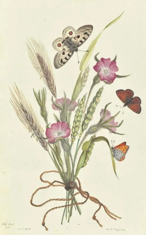 Biodiversity Heritage Library tweet media