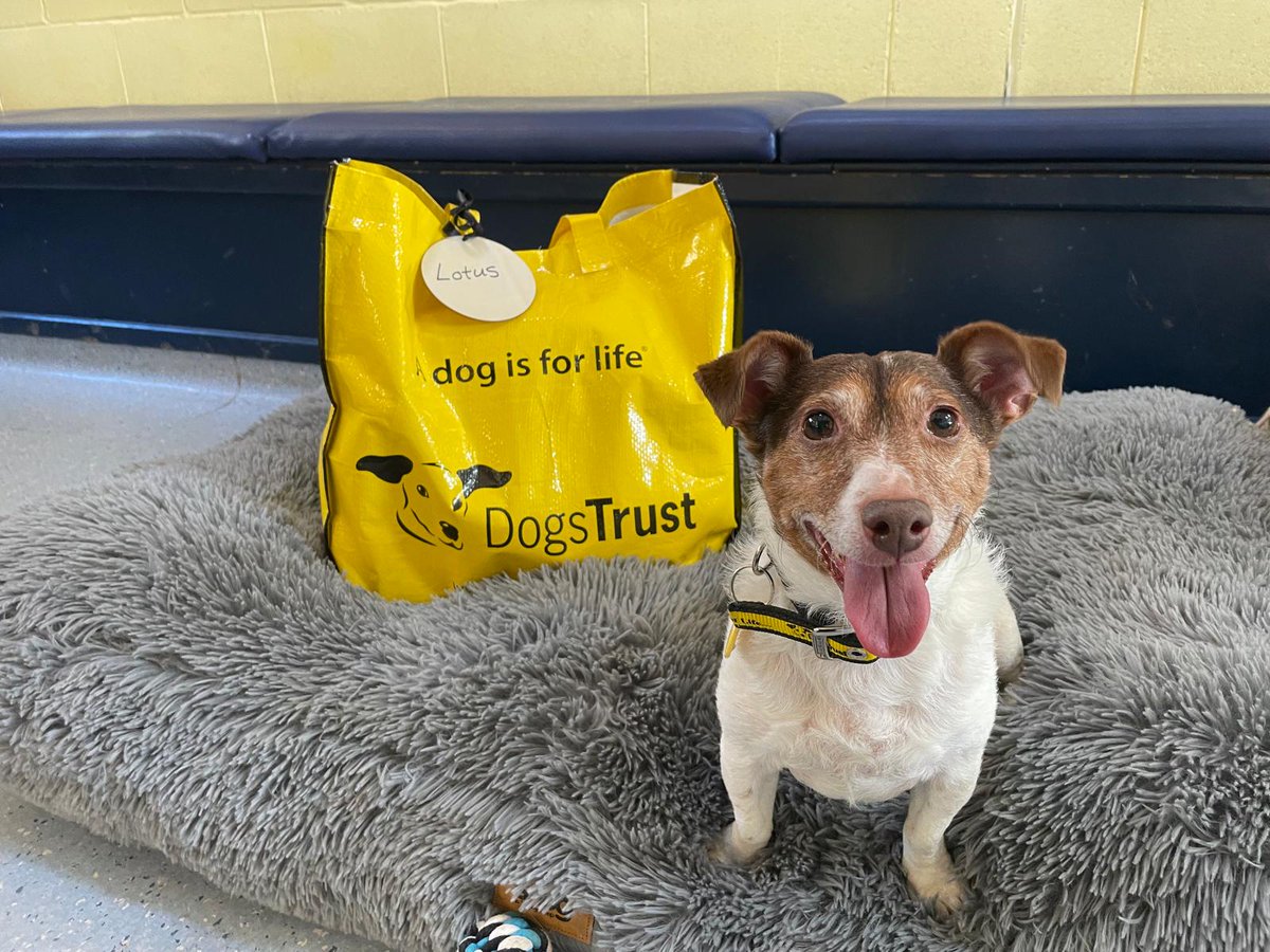 DT_WestCalder's tweet image. What an exciting day for little miss Lotus 🤩 She has packed up her big Yellow Bag and is all smiles as she heads to her furever family💛 Good luck, Lotus🐾

#BigYellowBagDay
#AdoptDontShop
#ADogIsForLife
@DogsTrust