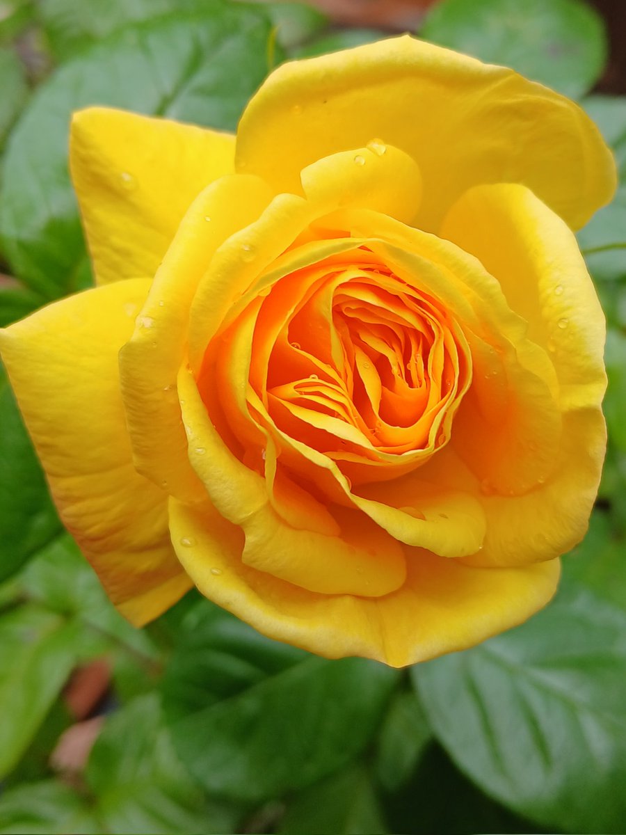 clairywairy88's tweet image. My first #YellowRose in bloom, this season. 💛 #Springtime #AprilRose Happy Friday.x 💛