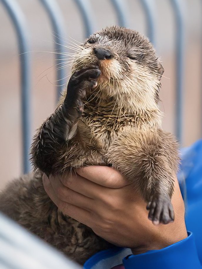 In_Otter_News2's tweet image. Steve is busy contemplating his shenanigans for the day.