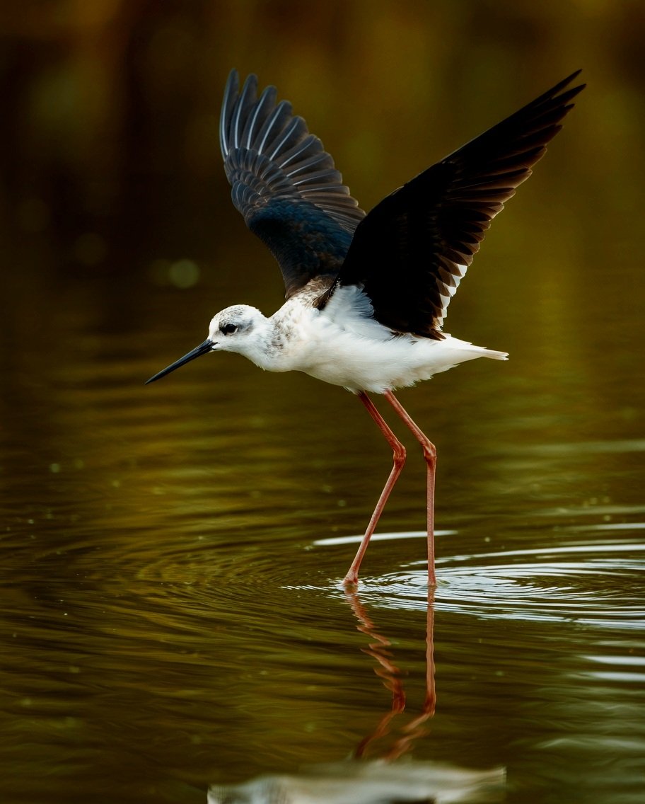 Amit Dabas tweet media