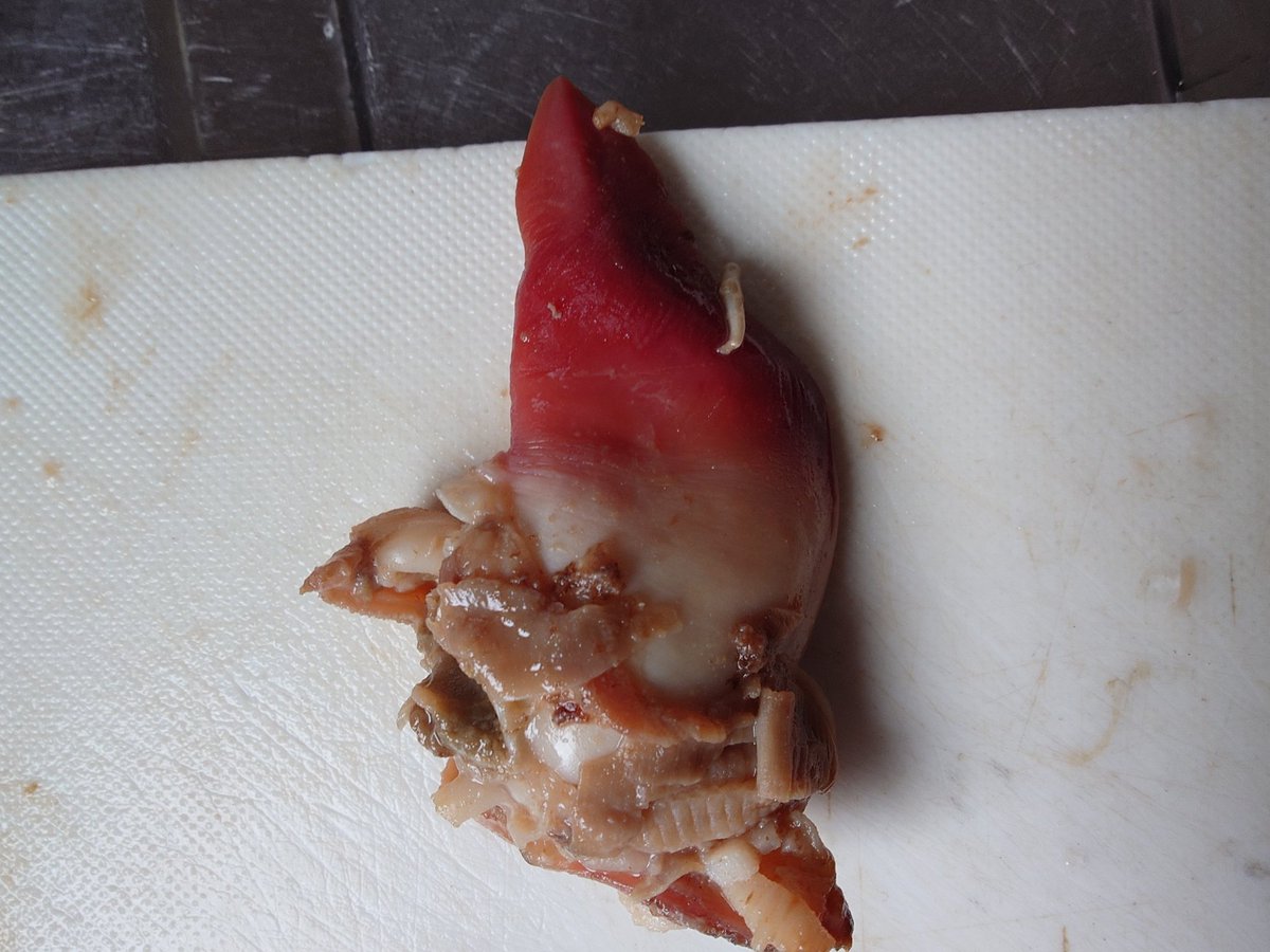 こーたろー@黒雪姫 tweet media