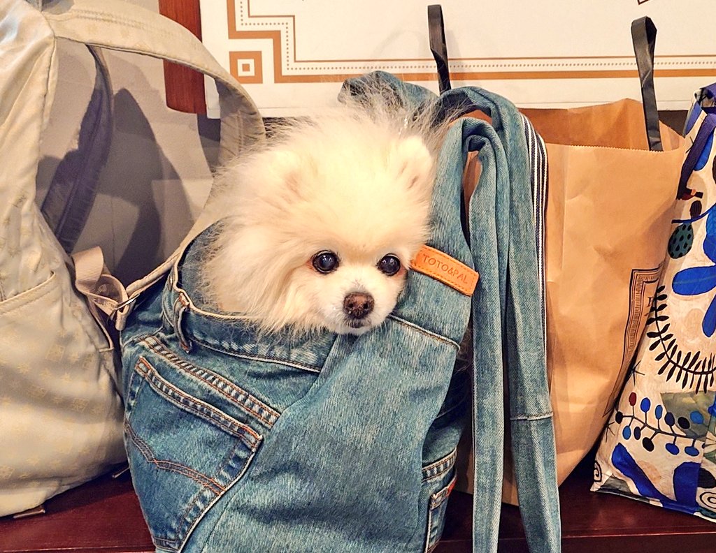 mablian's tweet photo. 伊豆高原day3
いつもは私に甘えてこないはな🐶が何故かピトッとくっついて甘えて来る姿と🥰

ホテルのチェックアウト時に荷物の一部になっているはな🐶
#ポメラニアン
#シニア犬
#犬好きさんと繋がりたい
#秘密結社老犬倶楽部 https://t.co/CqsG4EUvSO