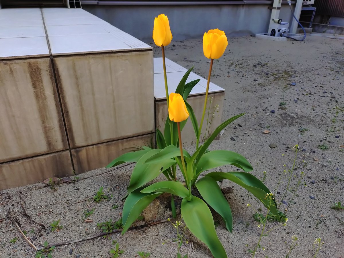 mofumomi's tweet photo. ぽかぽか陽気の春の１日。
今年もチューリップ咲きました🌷 https://t.co/42nWJgvy5K