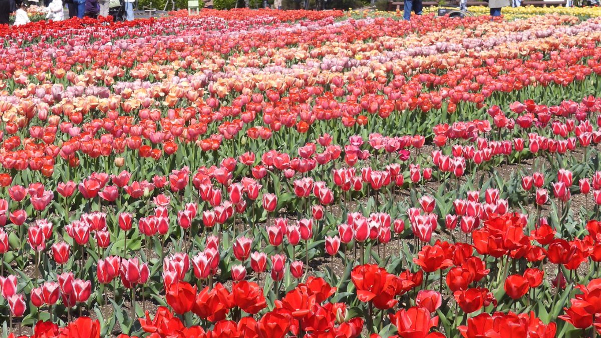 FUayusakai's tweet photo. まるで花の絨毯!和泉リサイクル環境公園のチューリップが過去最高に綺麗すぎた…2026年4月3日
https://t.co/pWe1X2Zhxb
#チューリップ #花の絨毯 #和泉リサイクル環境公園 #大阪観光 #関西お出かけ #春の絶景 #花畑 #絶景スポット
#Tulips #FlowerCarpet #OsakaTravel #JapanSpring #FlowerField https://t.co/Hp9OrByQK0