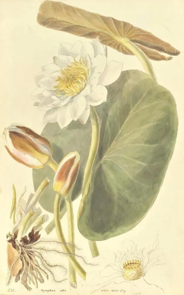Biodiversity Heritage Library tweet media
