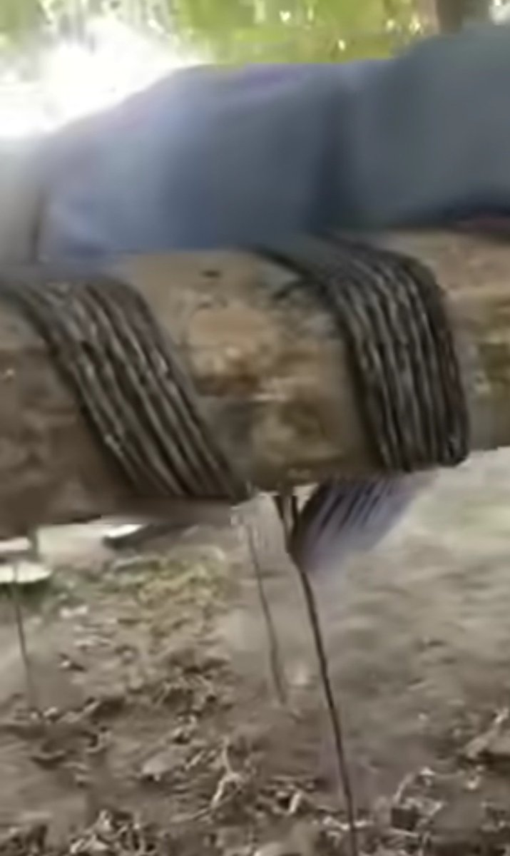 زرنش گل tweet media