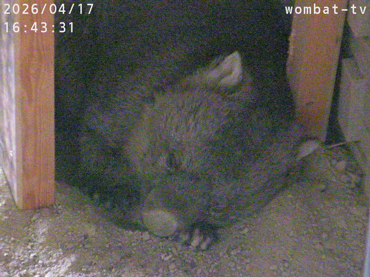 ワインちゃまはおにぎりなんだよ〜🍙