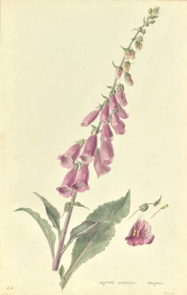 Biodiversity Heritage Library tweet media