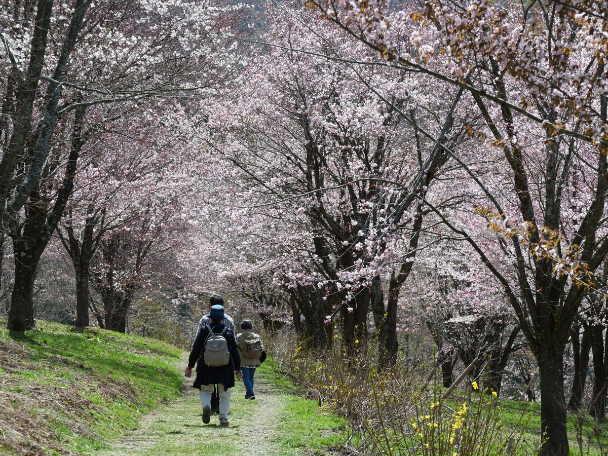 四季しのぶ🍑ままどおる県民 tweet media