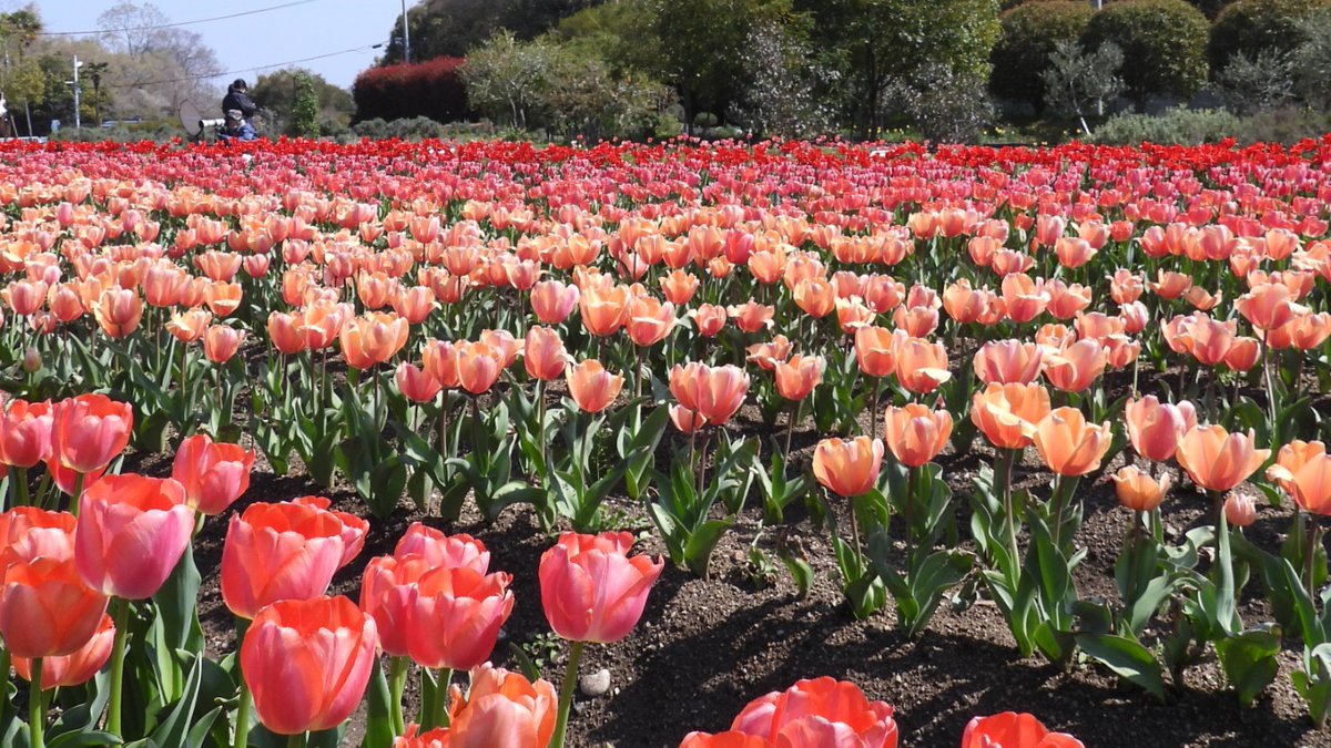 FUayusakai's tweet photo. まるで花の絨毯!和泉リサイクル環境公園のチューリップが過去最高に綺麗すぎた…2026年4月3日
https://t.co/pWe1X2Zhxb
#チューリップ #花の絨毯 #和泉リサイクル環境公園 #大阪観光 #関西お出かけ #春の絶景 #花畑 #絶景スポット
#Tulips #FlowerCarpet #OsakaTravel #JapanSpring #FlowerField https://t.co/EPqdFT3yx3