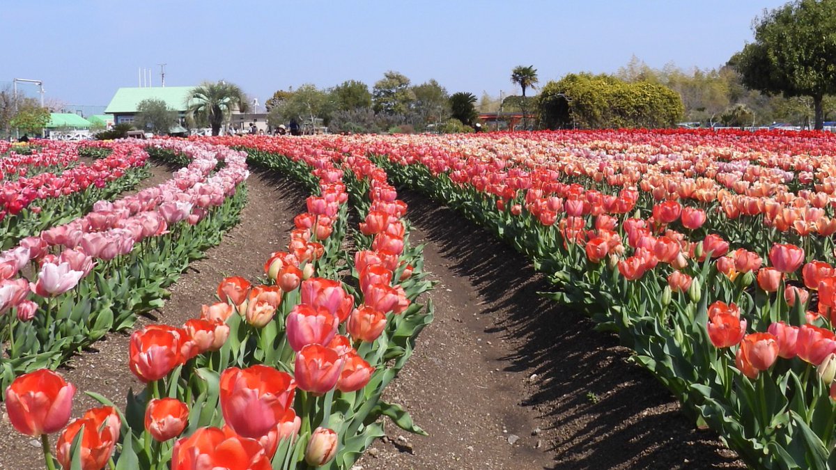 FUayusakai's tweet photo. まるで花の絨毯!和泉リサイクル環境公園のチューリップが過去最高に綺麗すぎた…2026年4月3日
https://t.co/pWe1X2Zhxb
#チューリップ #花の絨毯 #和泉リサイクル環境公園 #大阪観光 #関西お出かけ #春の絶景 #花畑 #絶景スポット
#Tulips #FlowerCarpet #OsakaTravel #JapanSpring #FlowerField https://t.co/EPqdFT3yx3