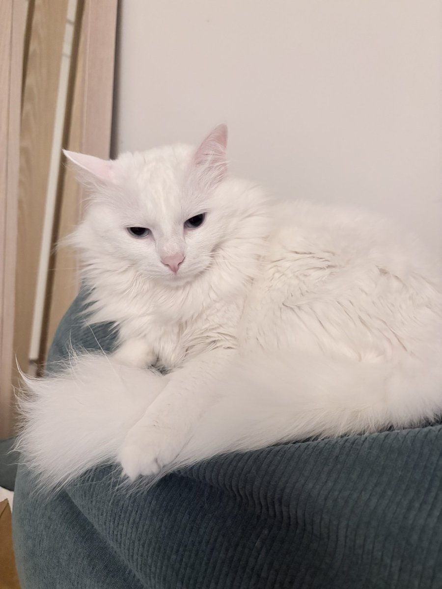 Cat Morningstar tweet media