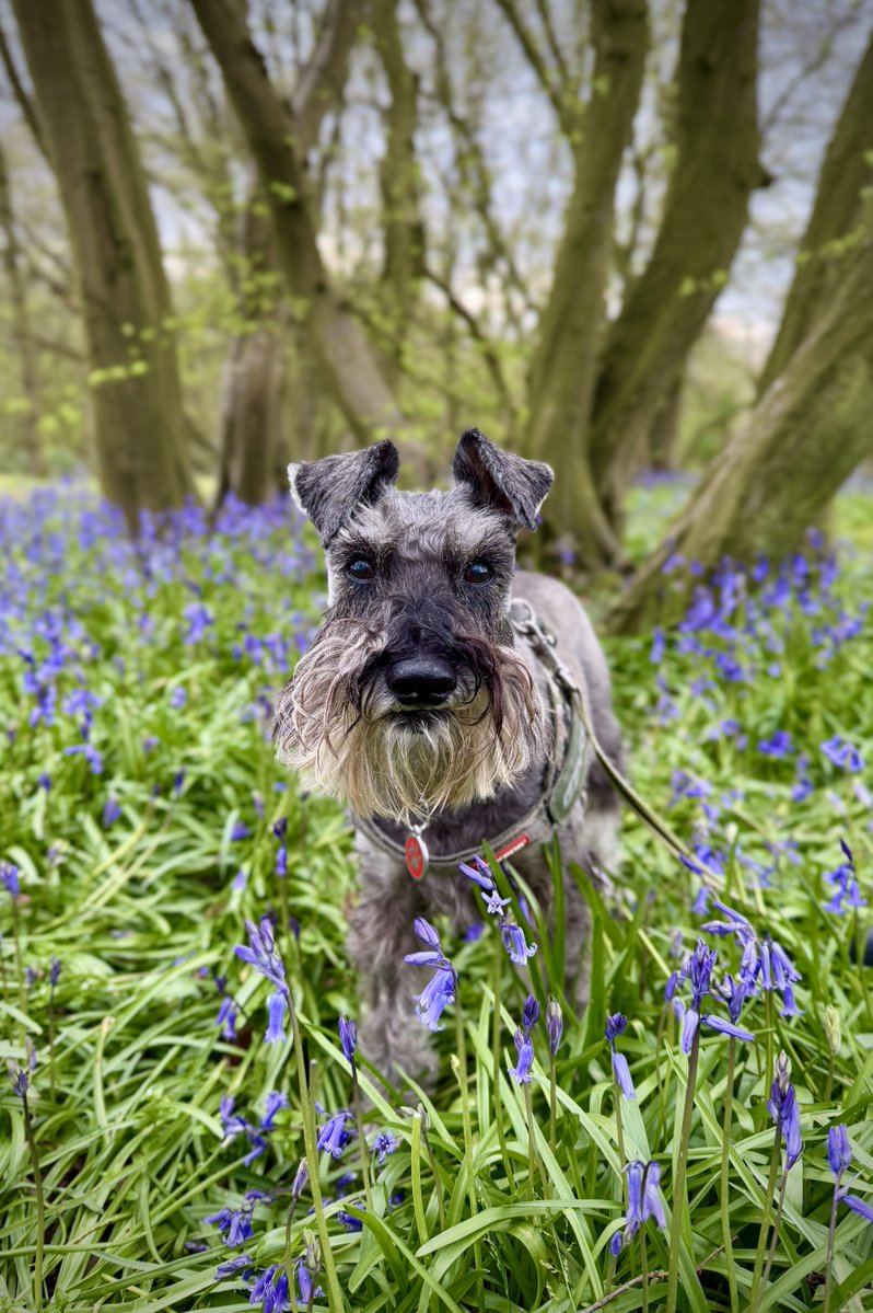Osc_Schnauzer14's tweet image. Oscar, chief Bluebell inspector, taking his job very seriously 💙🐾

Have A Wonderful Weekend!

#Dogs #Dogsofx #Schnauzers #SchnauzerGang #Bluebells #BluebellWood