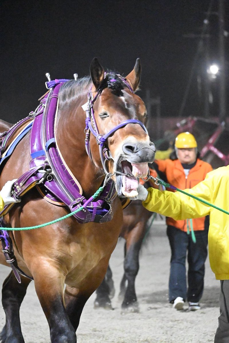 王者、ラストシーズン開幕。
#ばんえい競馬
#メムロボブサップ