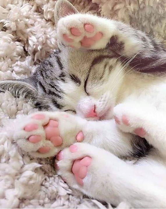 🐱🐾💕