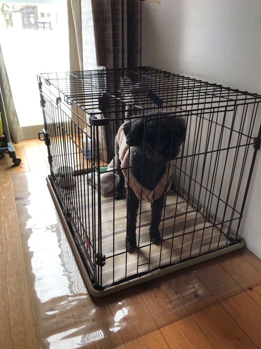 プヒン！@レイジマン！ tweet media