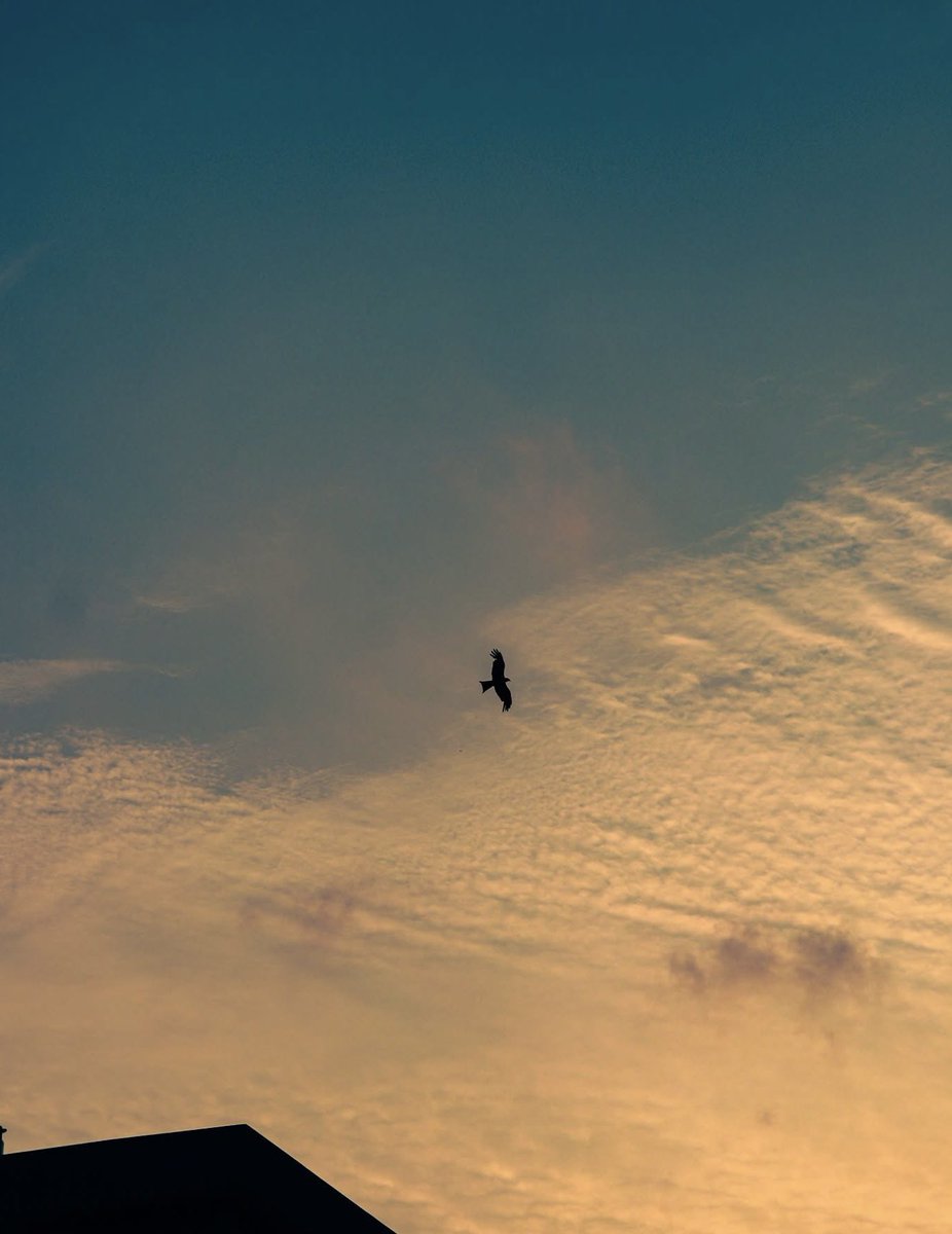 krtashin tweet media