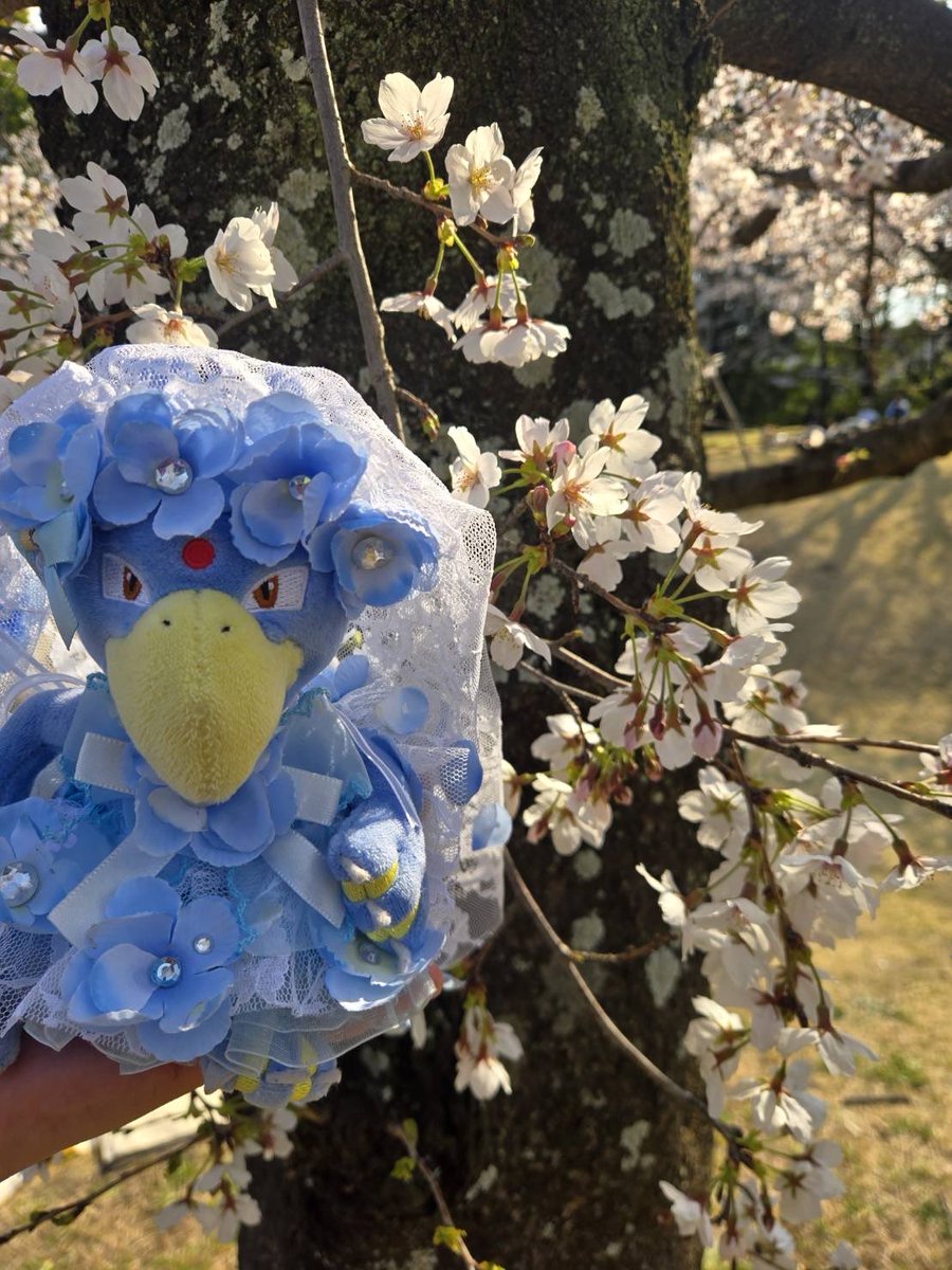 ゴルダックのざくろ tweet media
