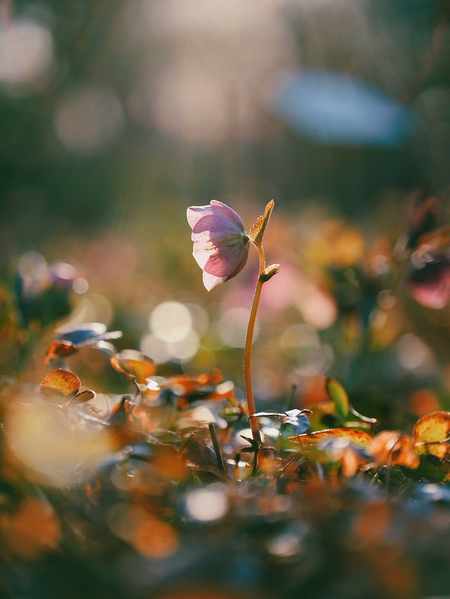 Monica AS tweet media