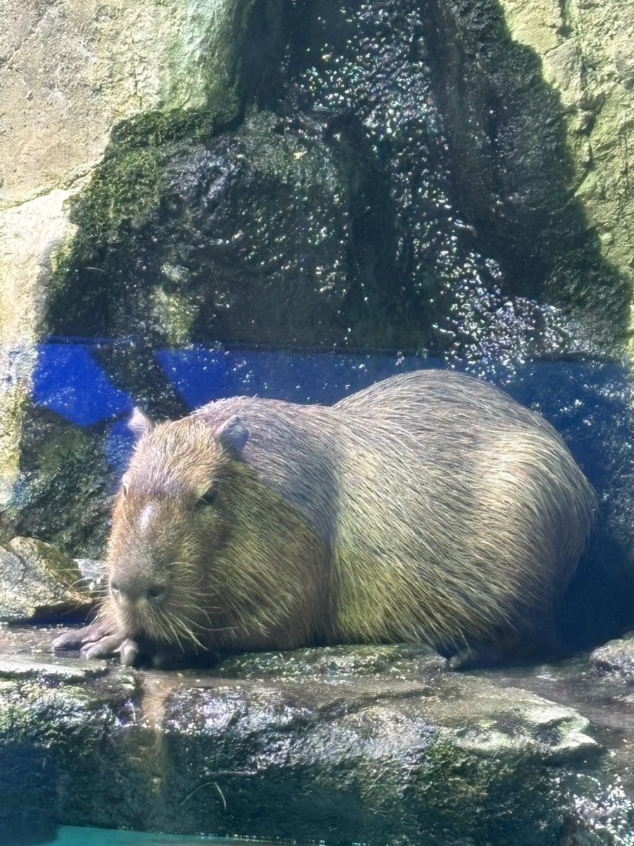 🦦るりお🦦 tweet media