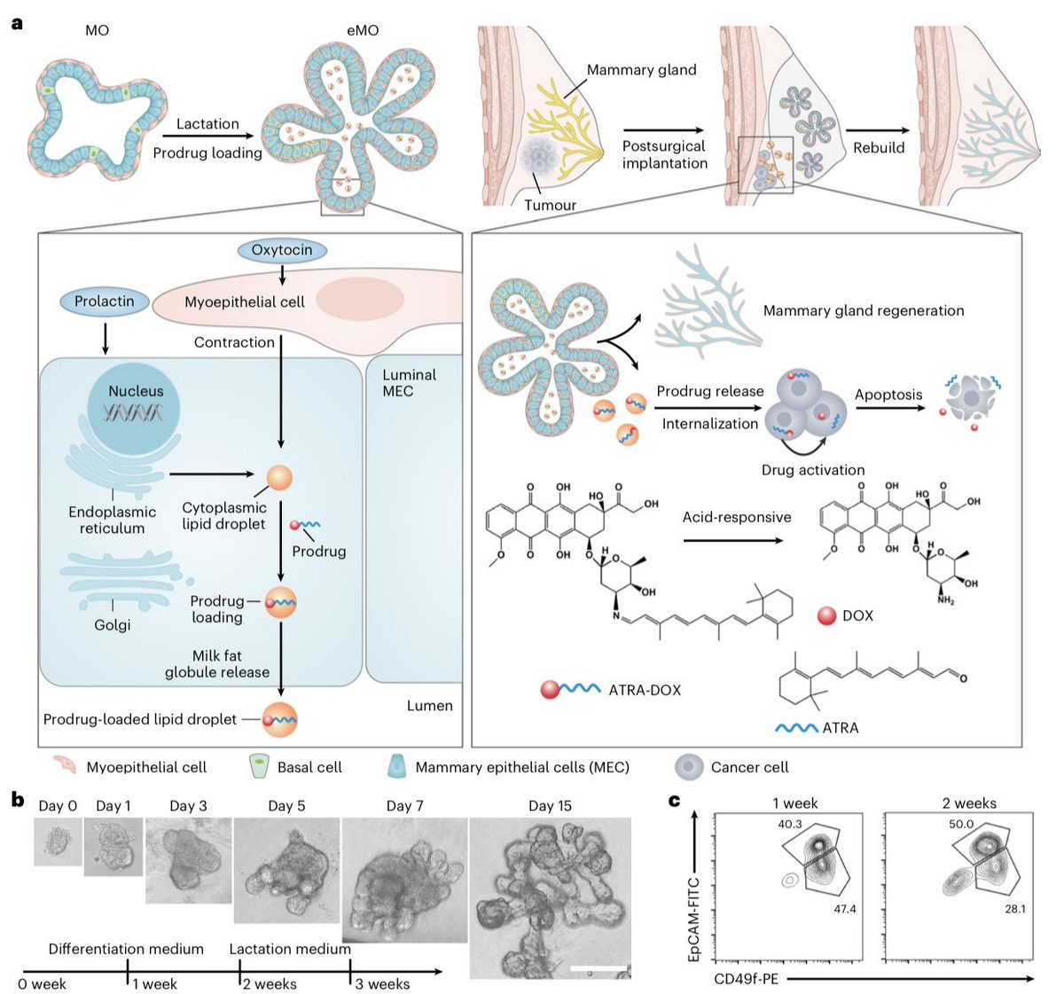 guzhenlab's tweet photo. Organoids for drug “secretion” https://t.co/VJ8gRzDBrZ https://t.co/MaCQy4c4ME