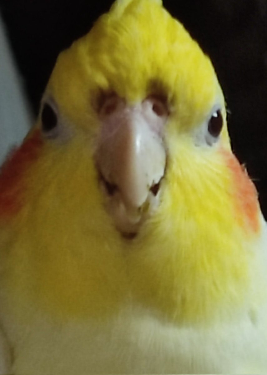 しょう👻 tweet media